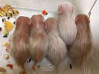 淮安浩后刚信息技术有限公司